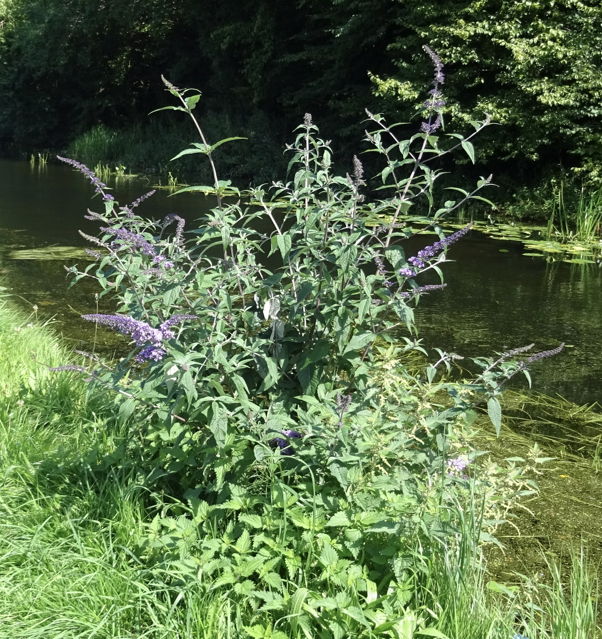 Butterfly Bush — whole plant