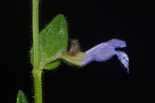 Skullcap, Purple — flowers or notable detail