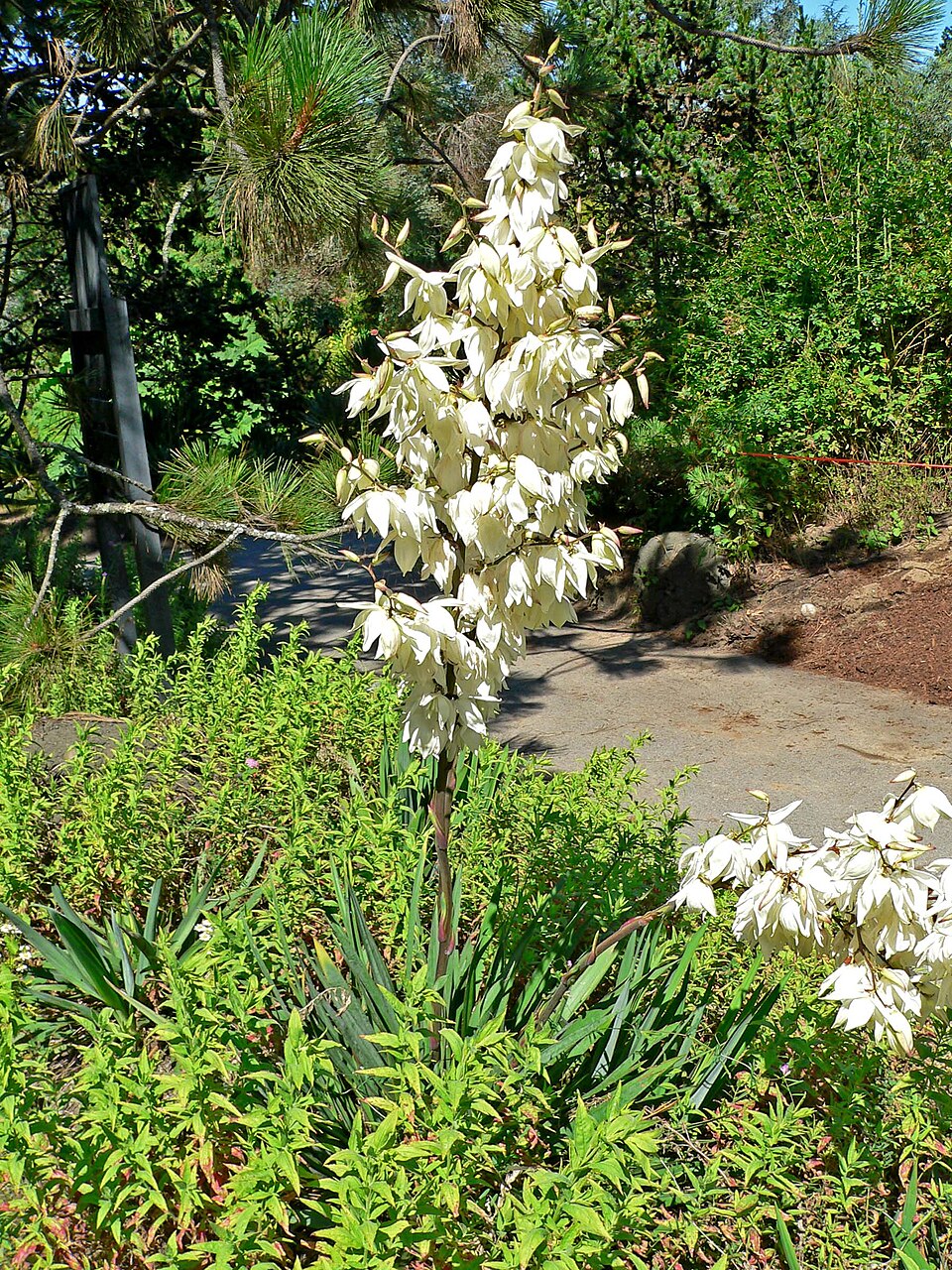 Yucca, Bright Edge — whole plant