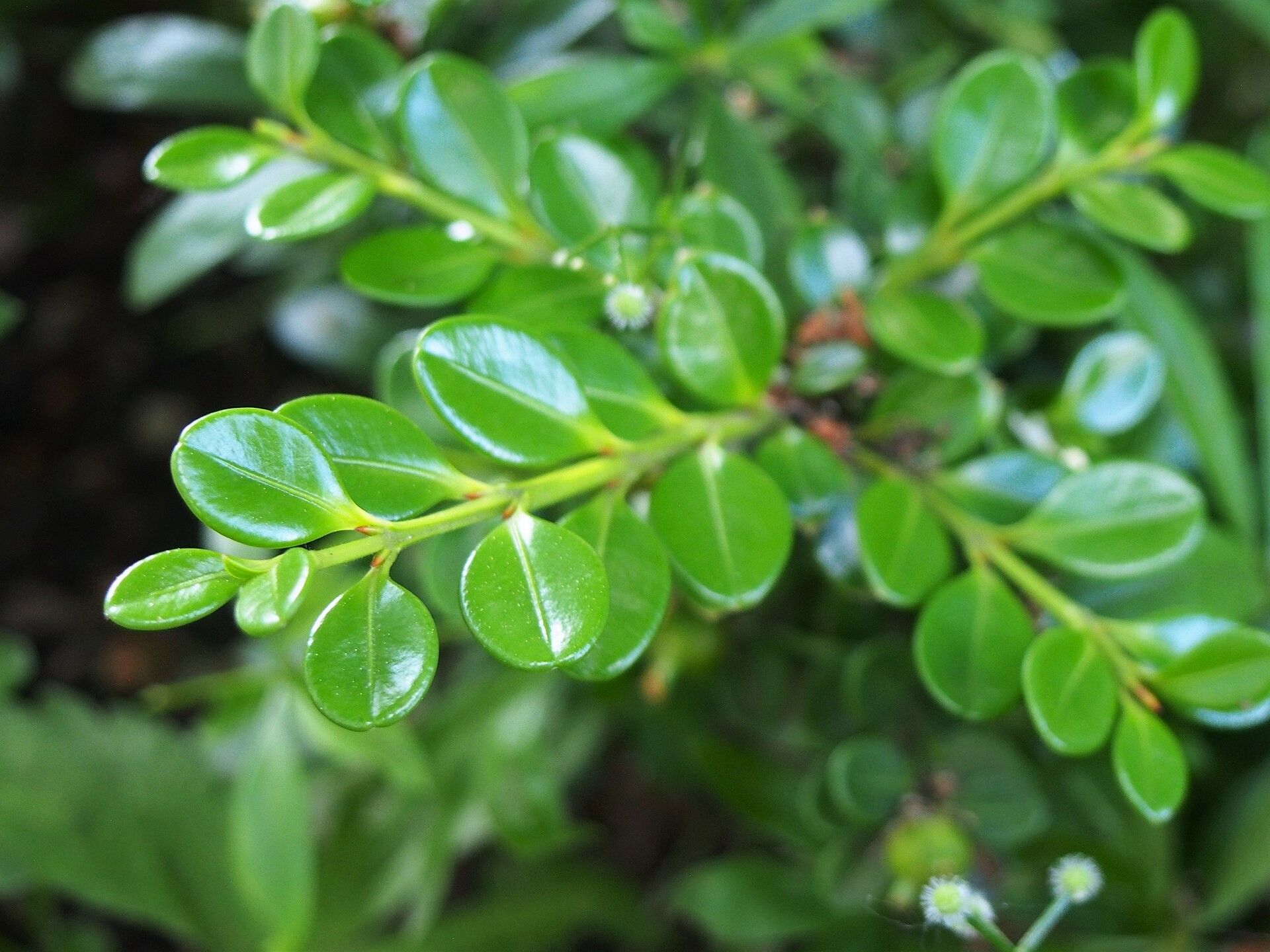 Topiary, Boxwood Patio — whole plant
