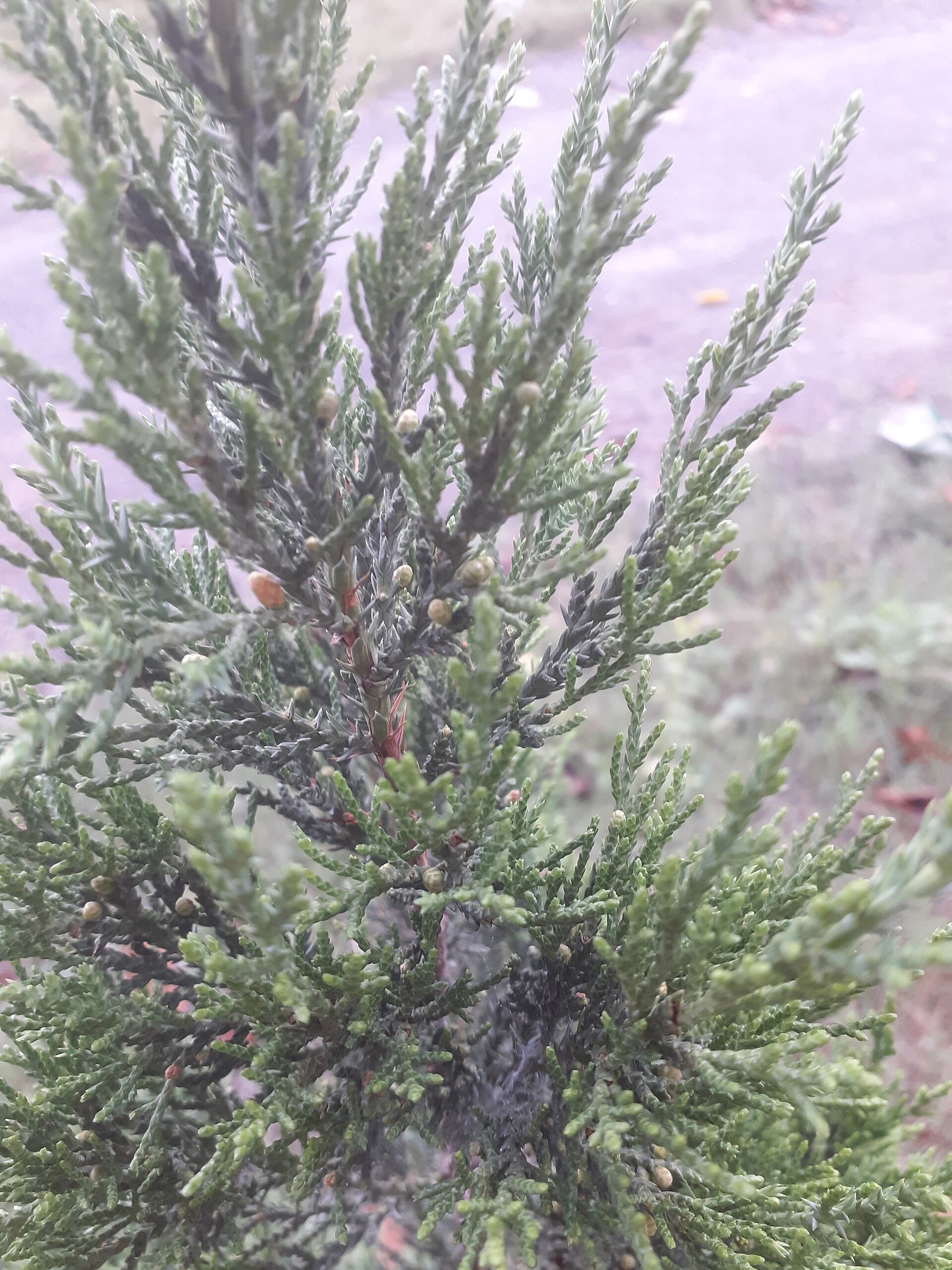 Juniper, Parsons — flowers or notable detail