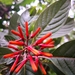 Firebush — flowers or notable detail