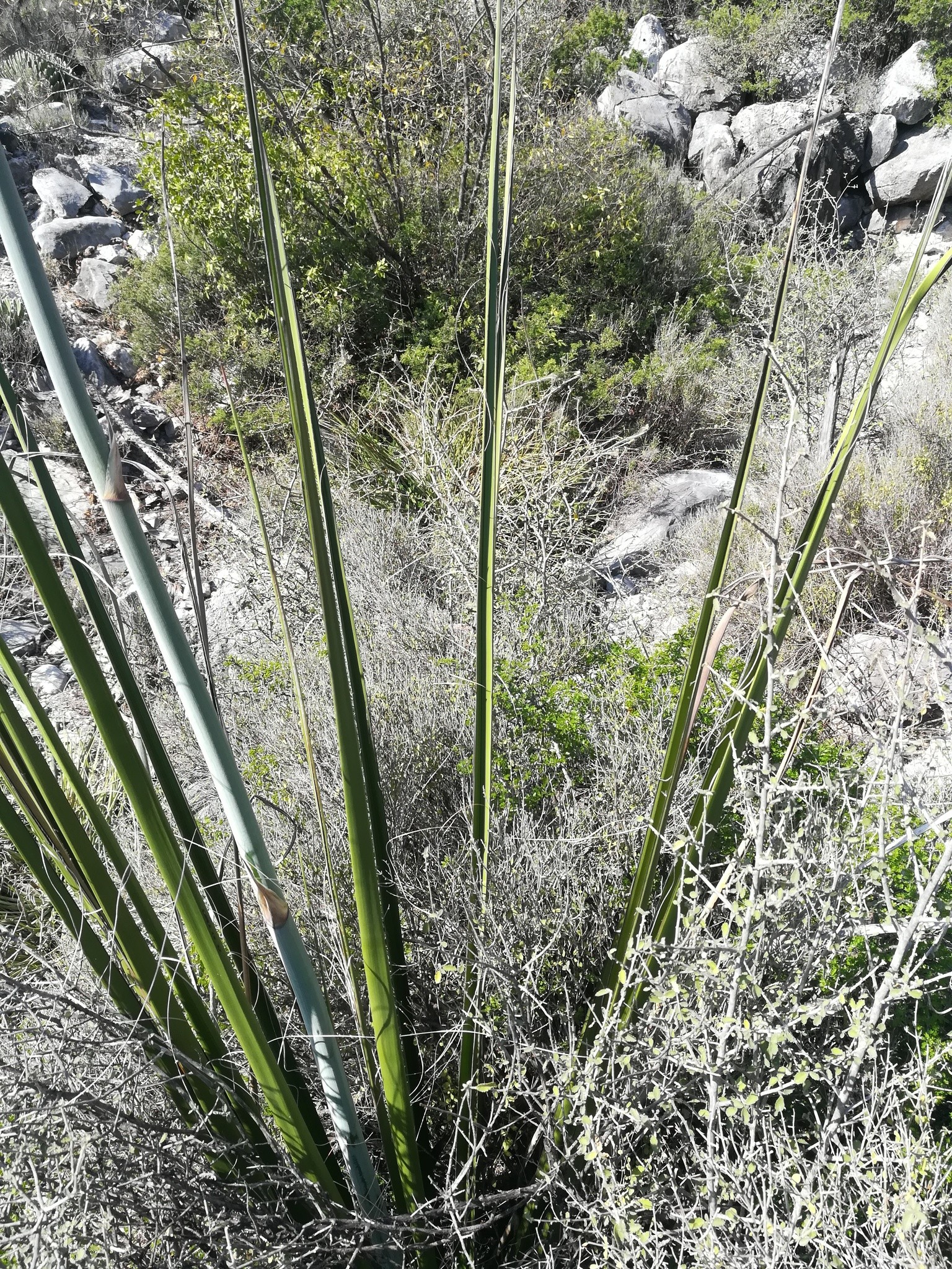 Yucca, Giant Hesperaloe — flowers or notable detail