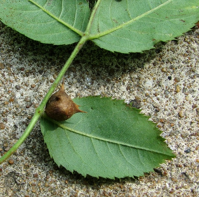 Rose, Nearly Wild — whole plant