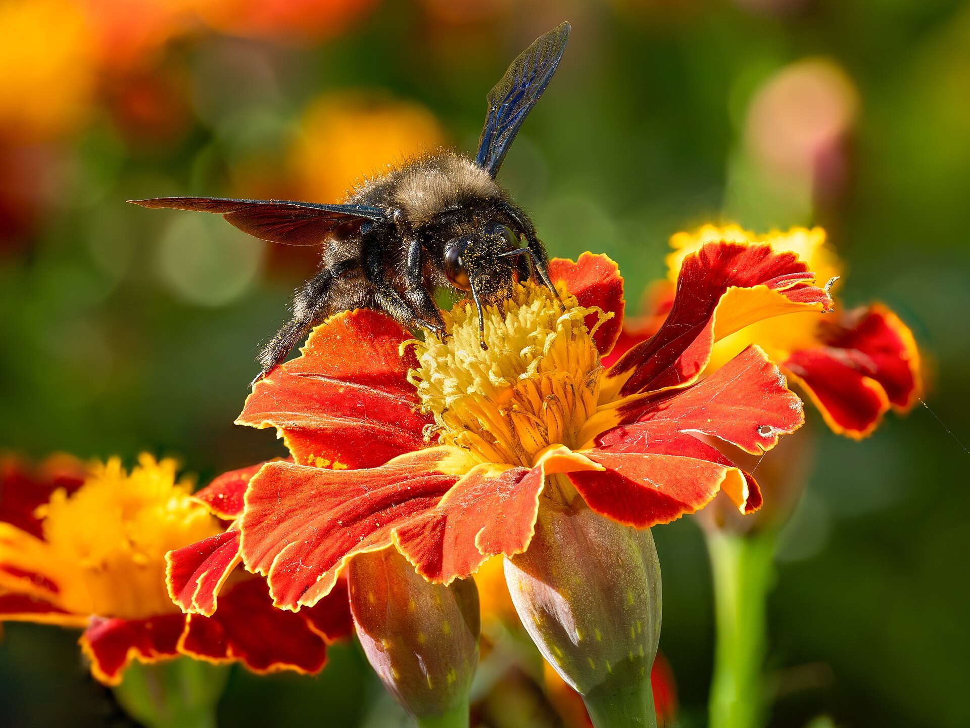 Marigold - Taishan, (Large Bloom) — flowers or notable detail