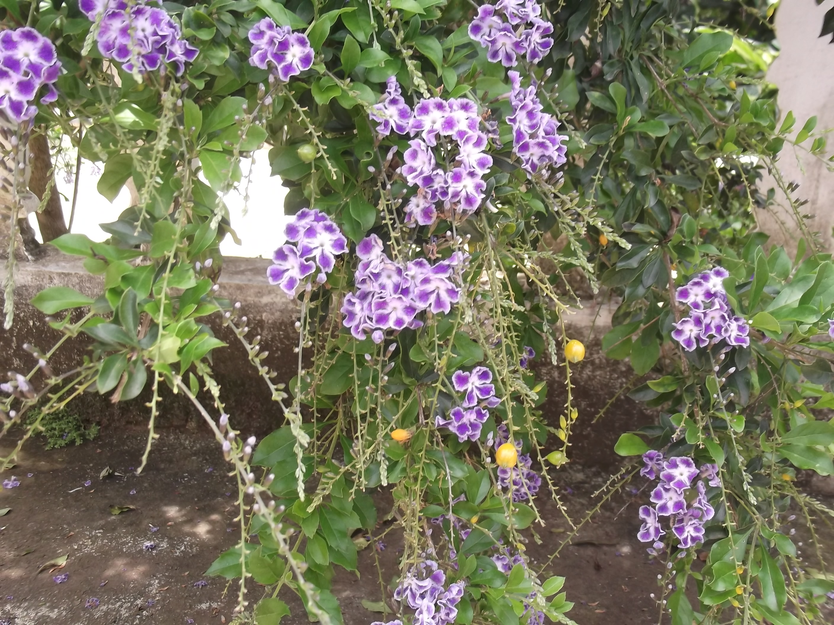 Duranta — flowers or notable detail