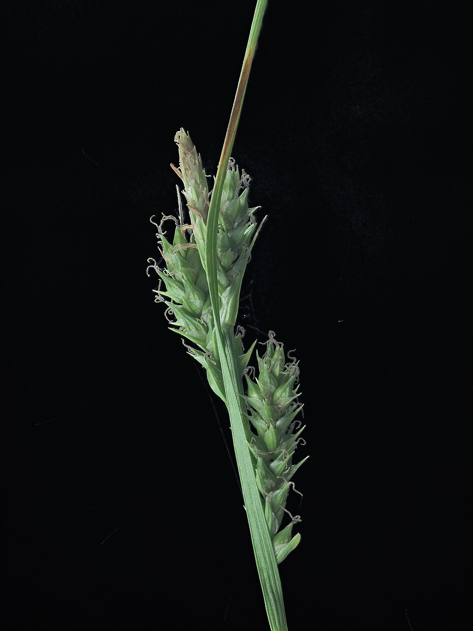 Sedge, Berkeley — whole plant