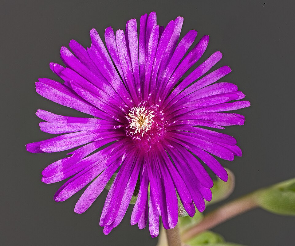 Ice Plant, Red — flowers or notable detail