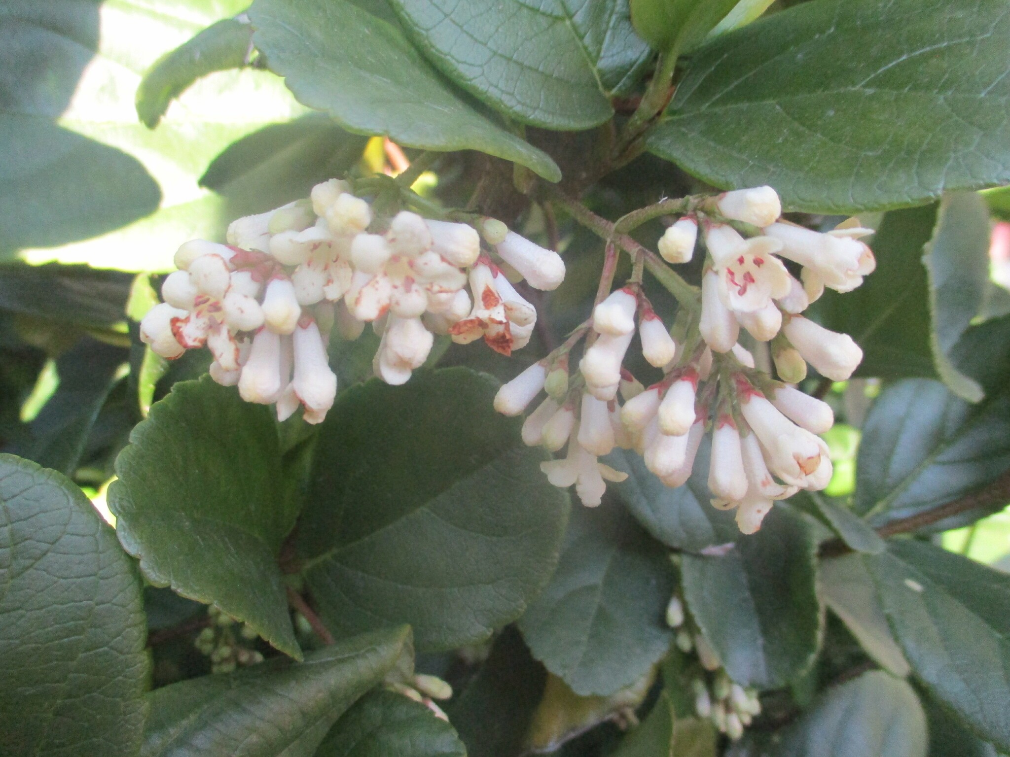 Viburnum Suspensum — whole plant