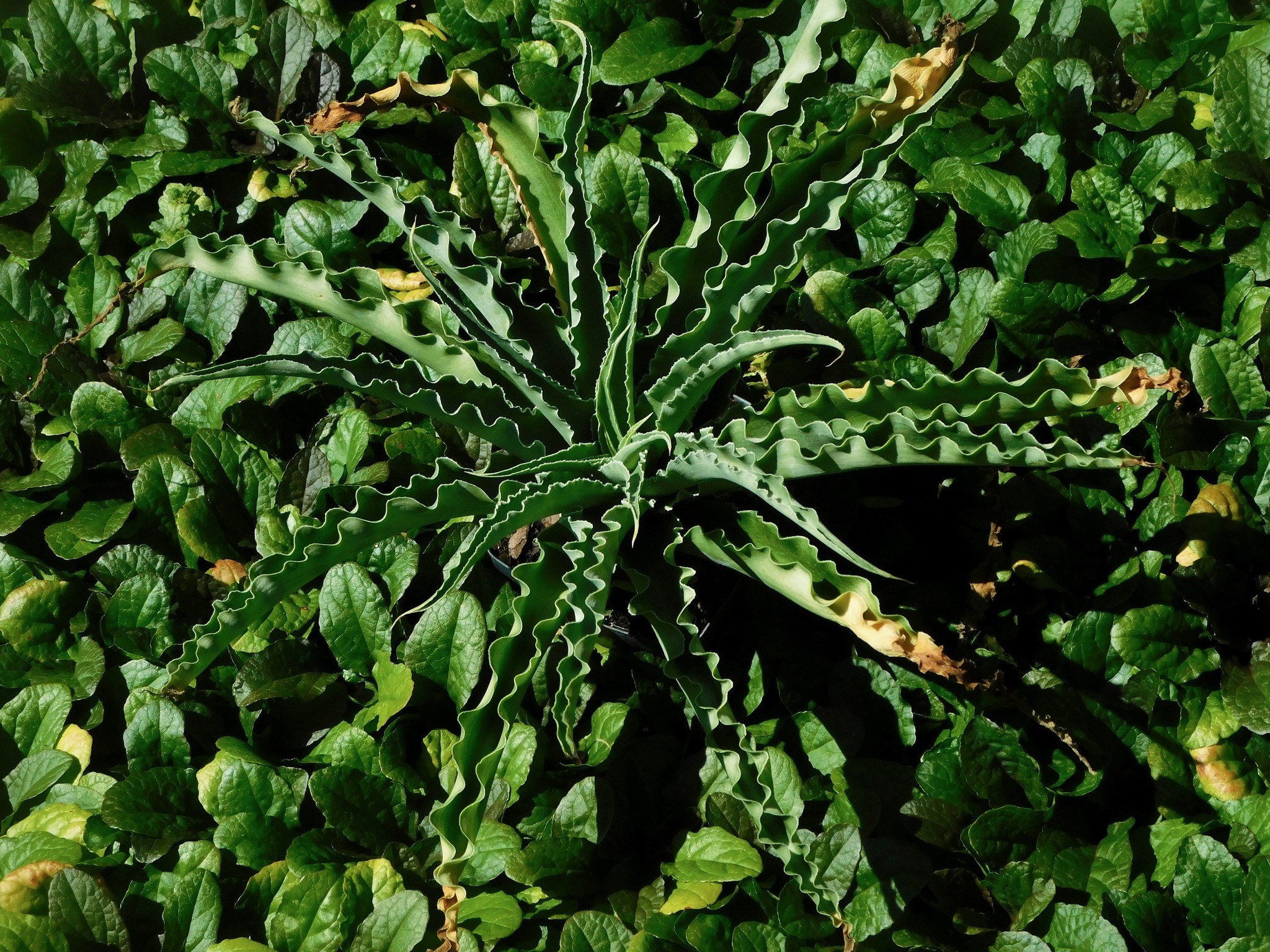 Manfreda — whole plant