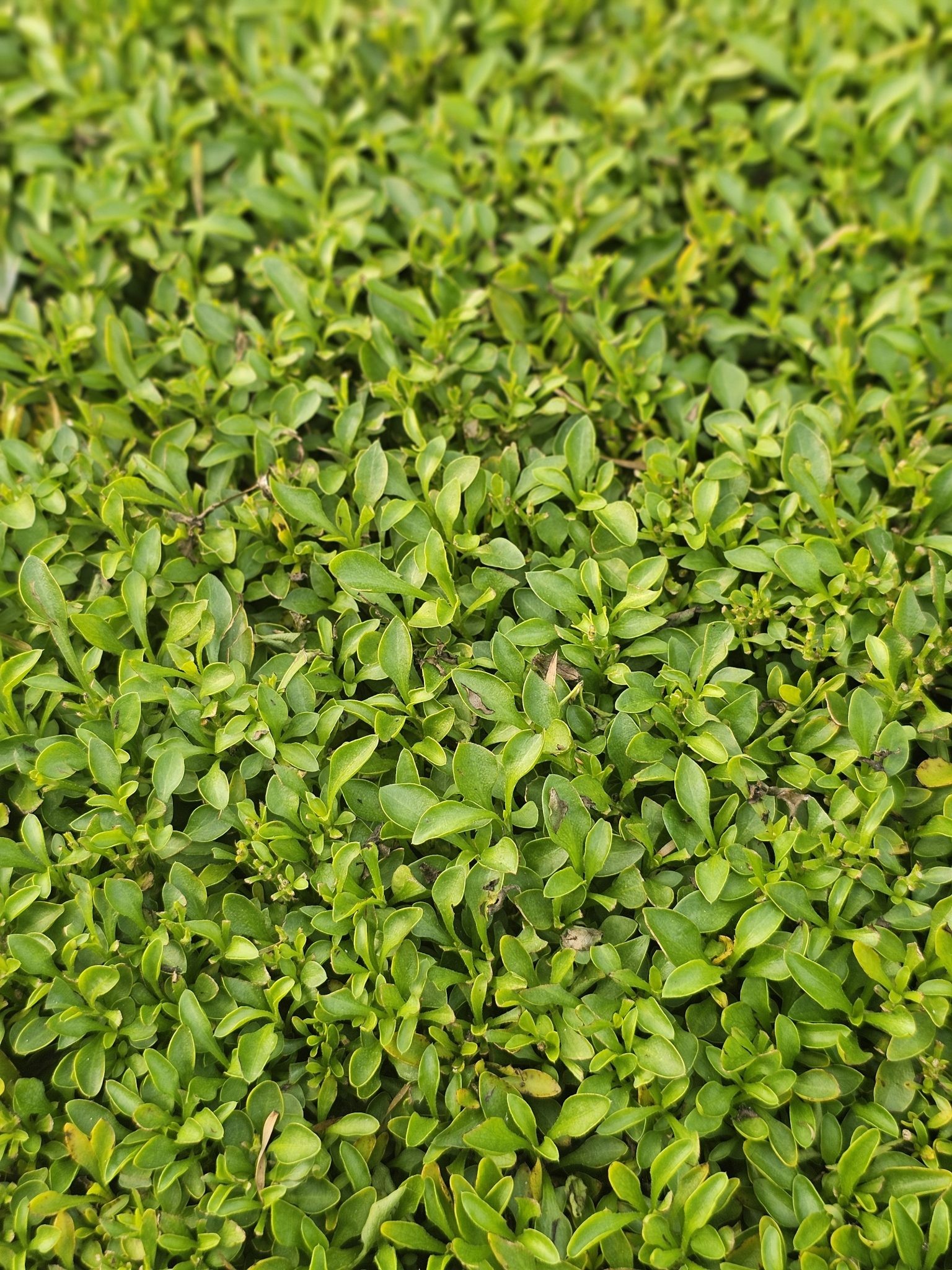 Topiary, Boxwood Pom Pom — flowers or notable detail