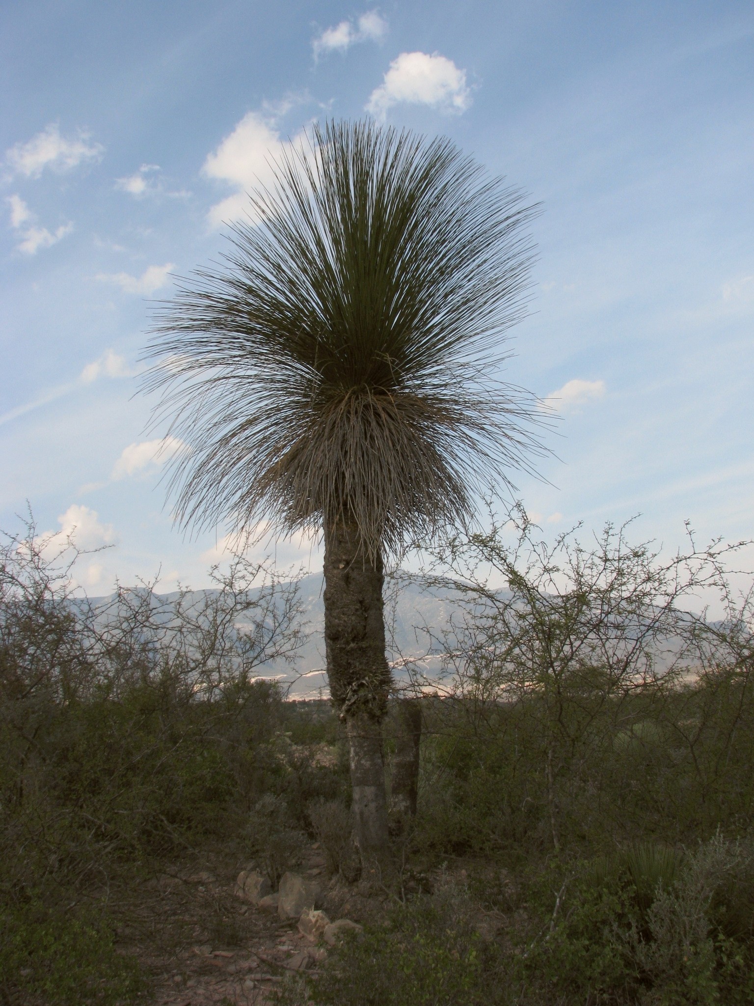 Sotol Toothless — flowers or notable detail