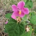 Pavonia (rock Rose) — flowers or notable detail
