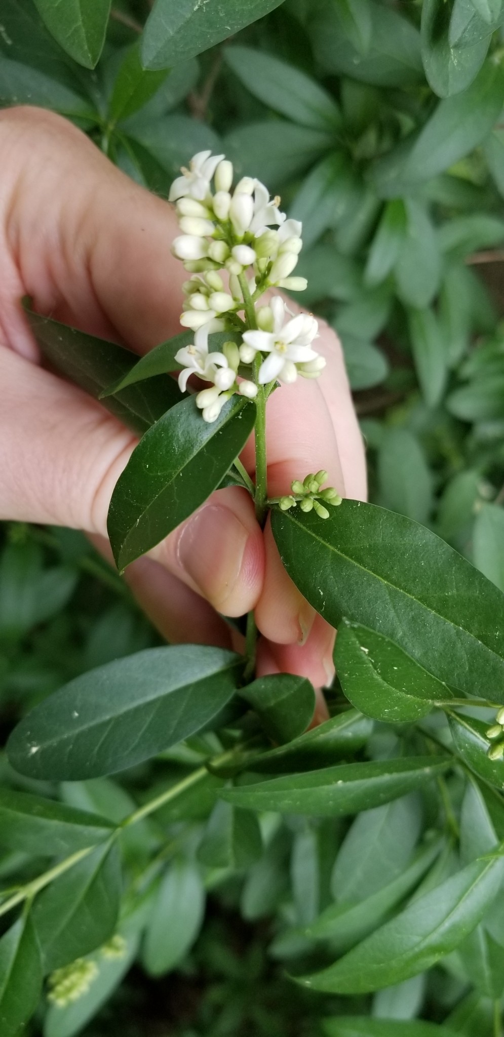 Privet, Variegated — whole plant