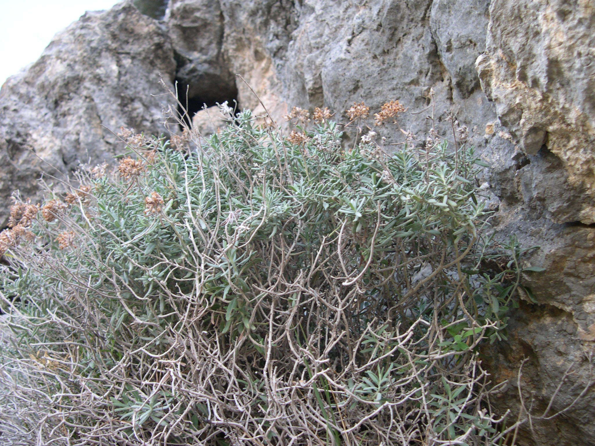 Germander, Creeping — flowers or notable detail