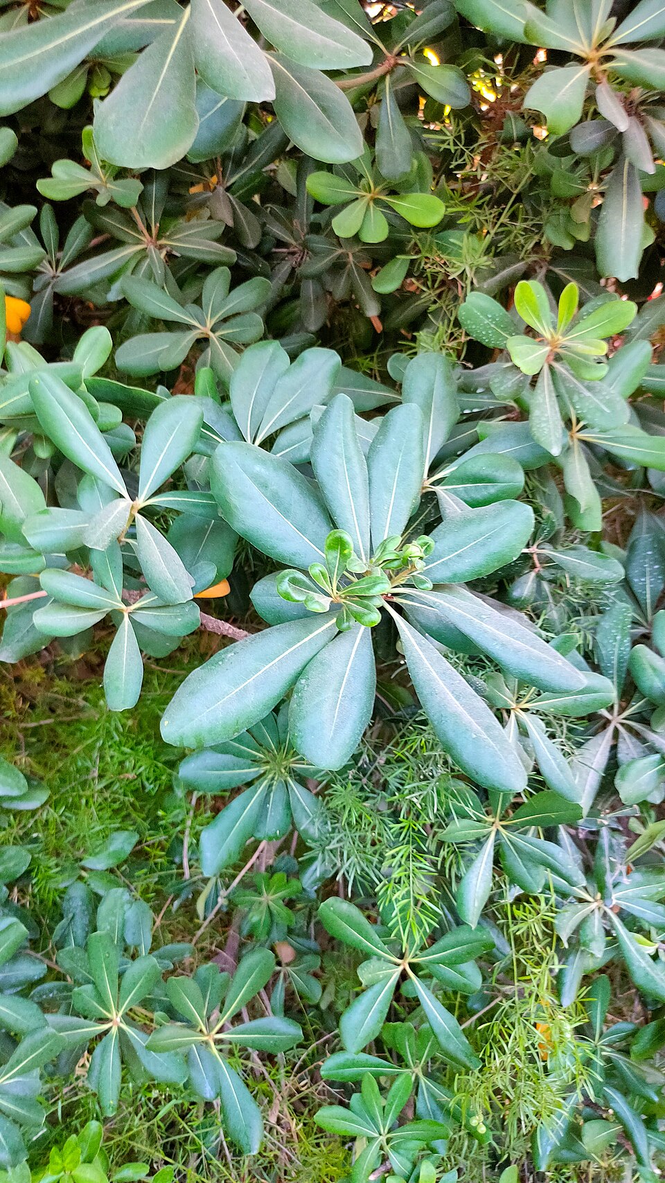 Pittosporum, Dwarf — whole plant