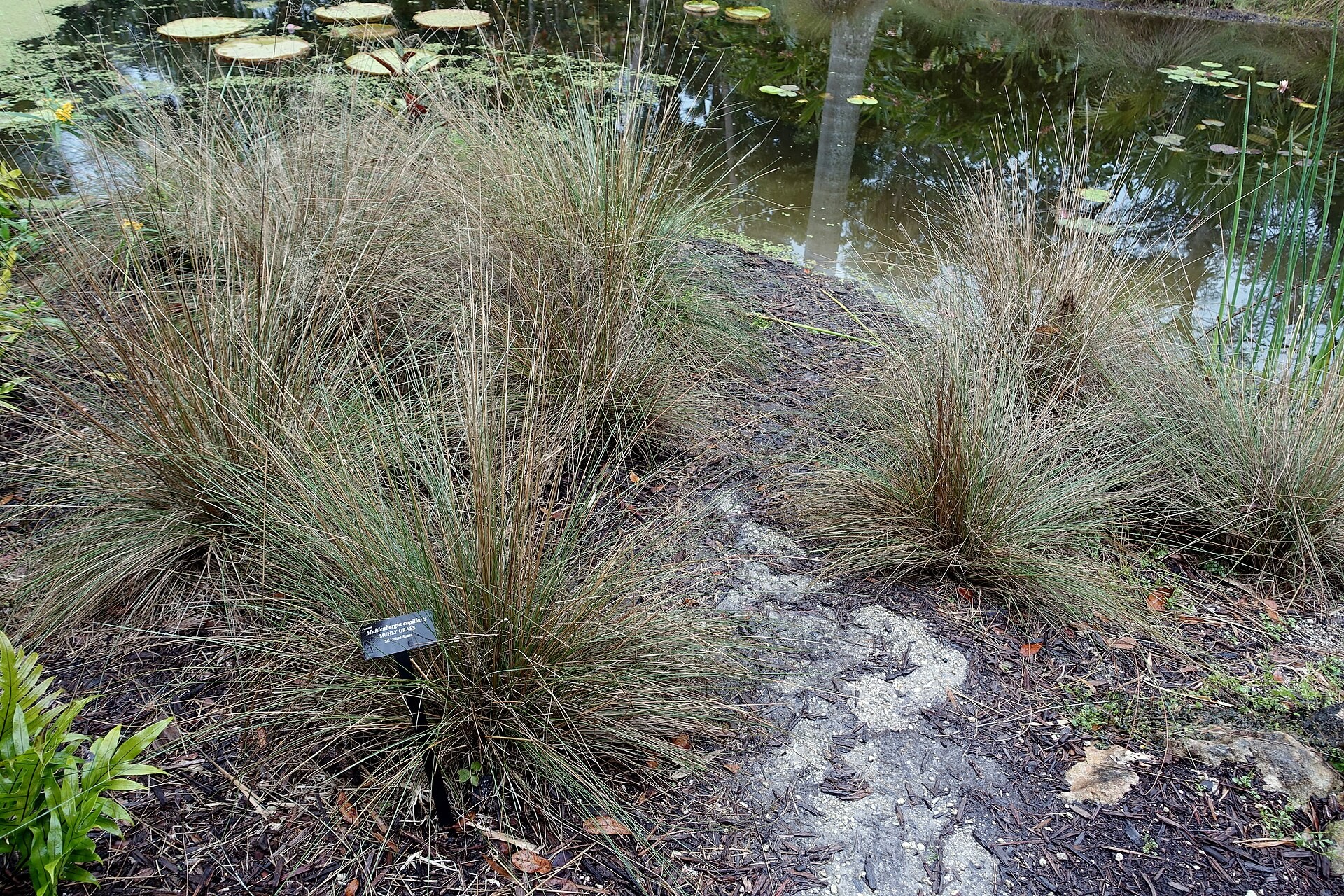 Grass, Pink Flamingo Muhly — whole plant