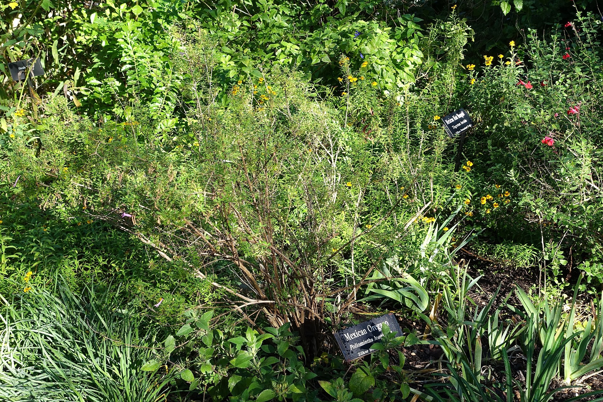 Mexican Oregano — whole plant