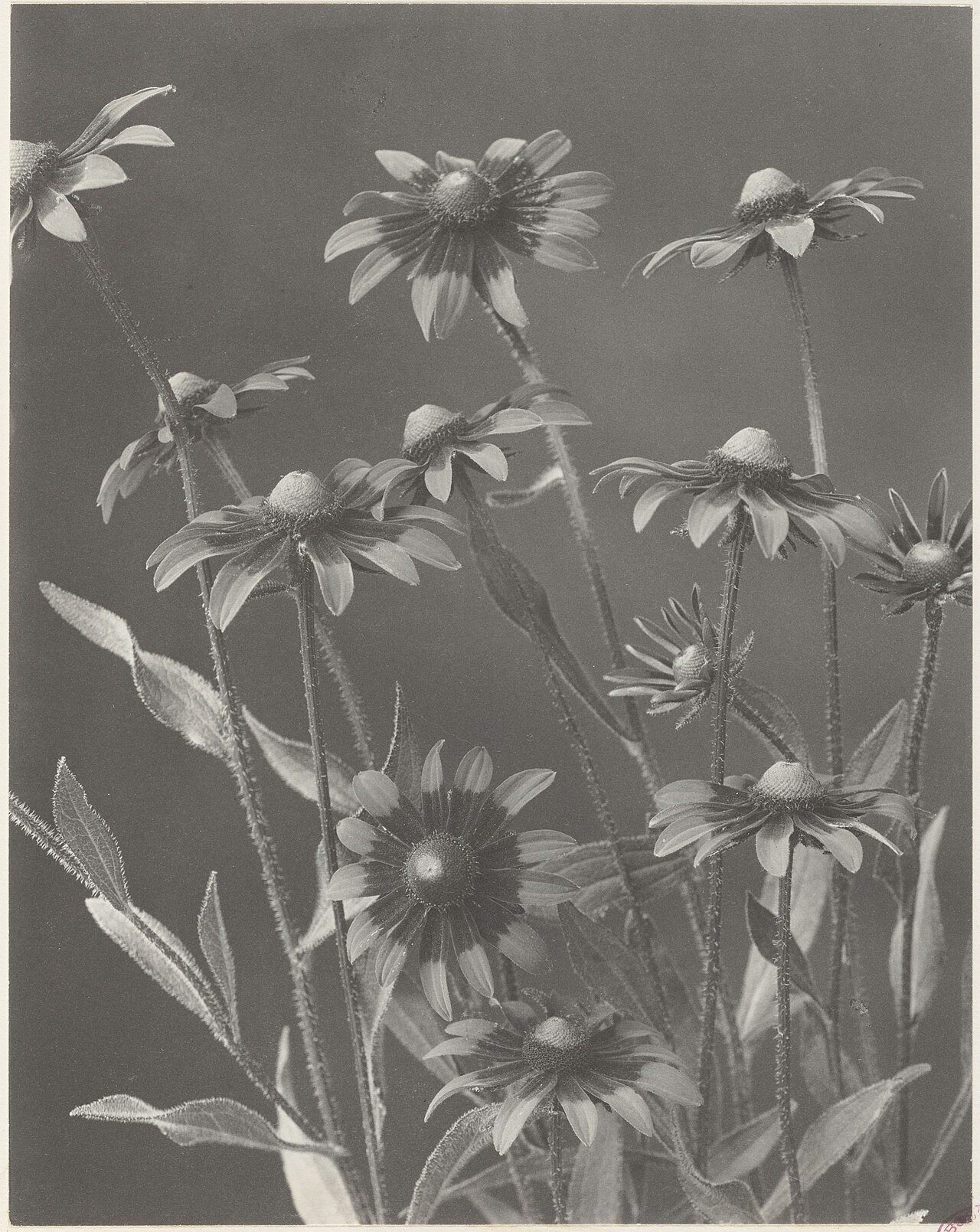 Coreopsis — flowers or notable detail
