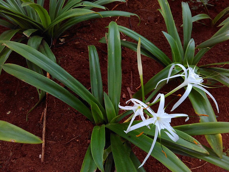 Spider Lily, Giant — whole plant