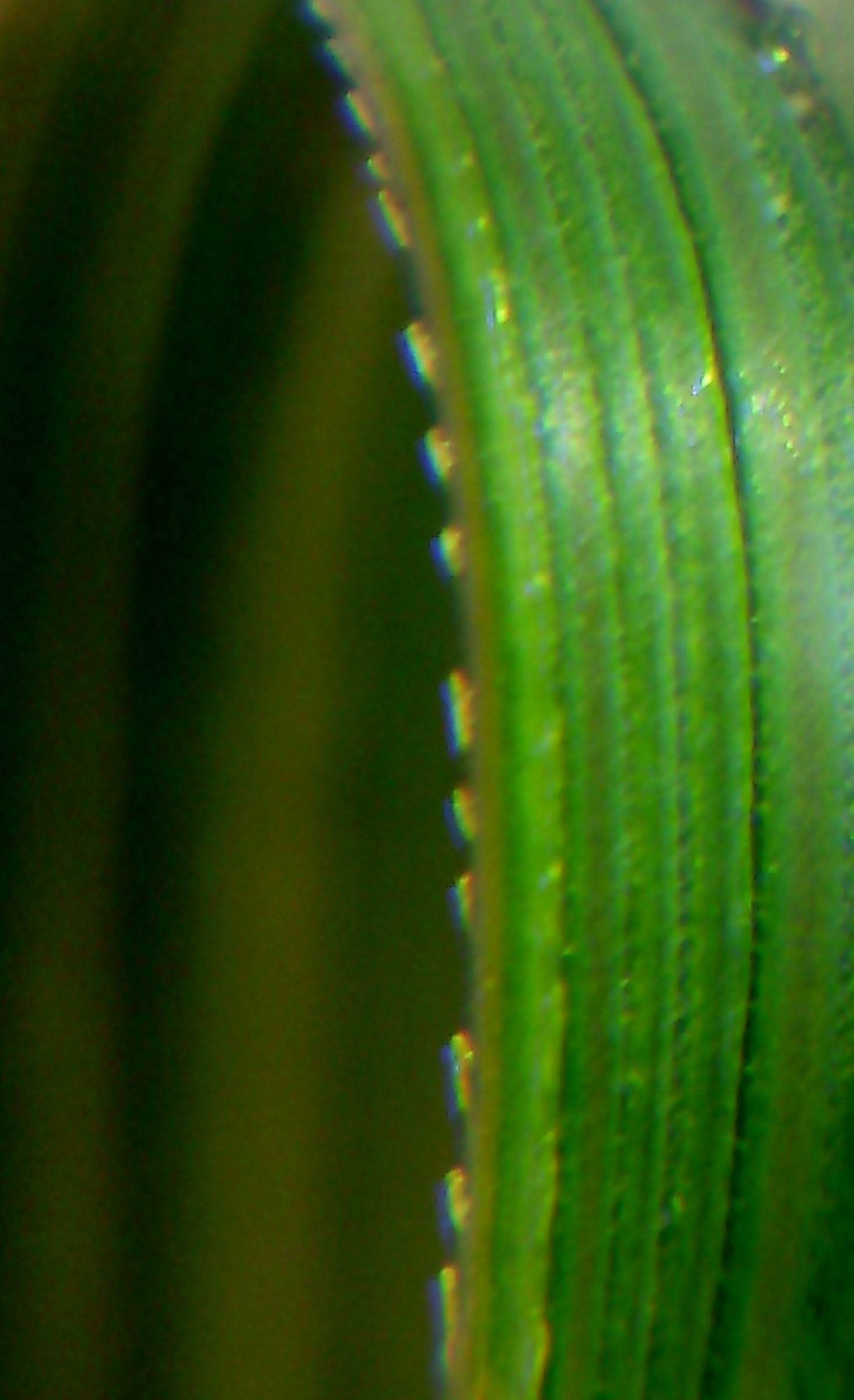 Grass, Pampas Dwarf — flowers or notable detail