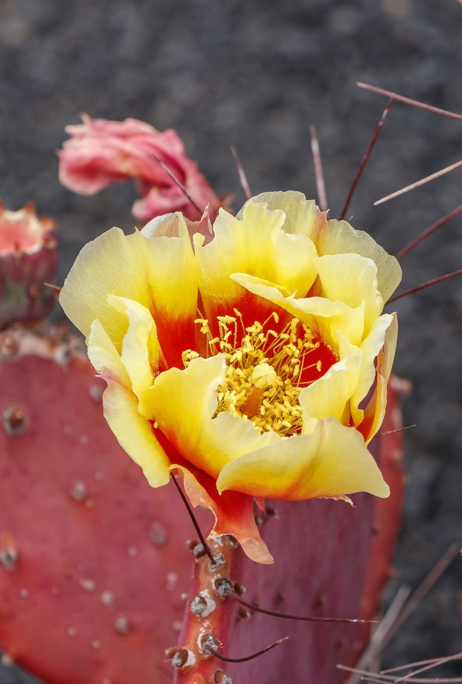 Prickly Pear Purple — flowers or notable detail