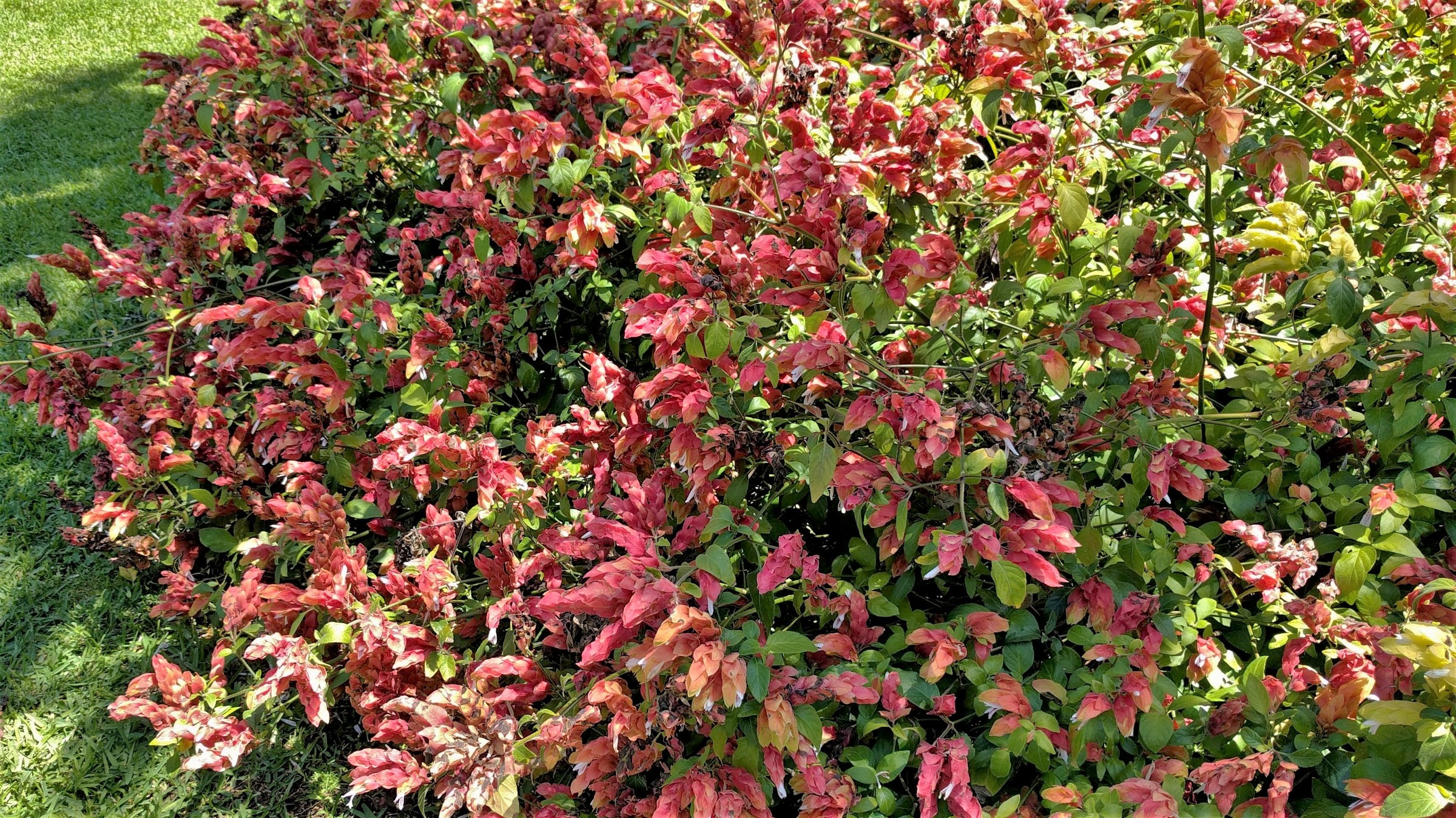 Shrimp Plant Red — whole plant