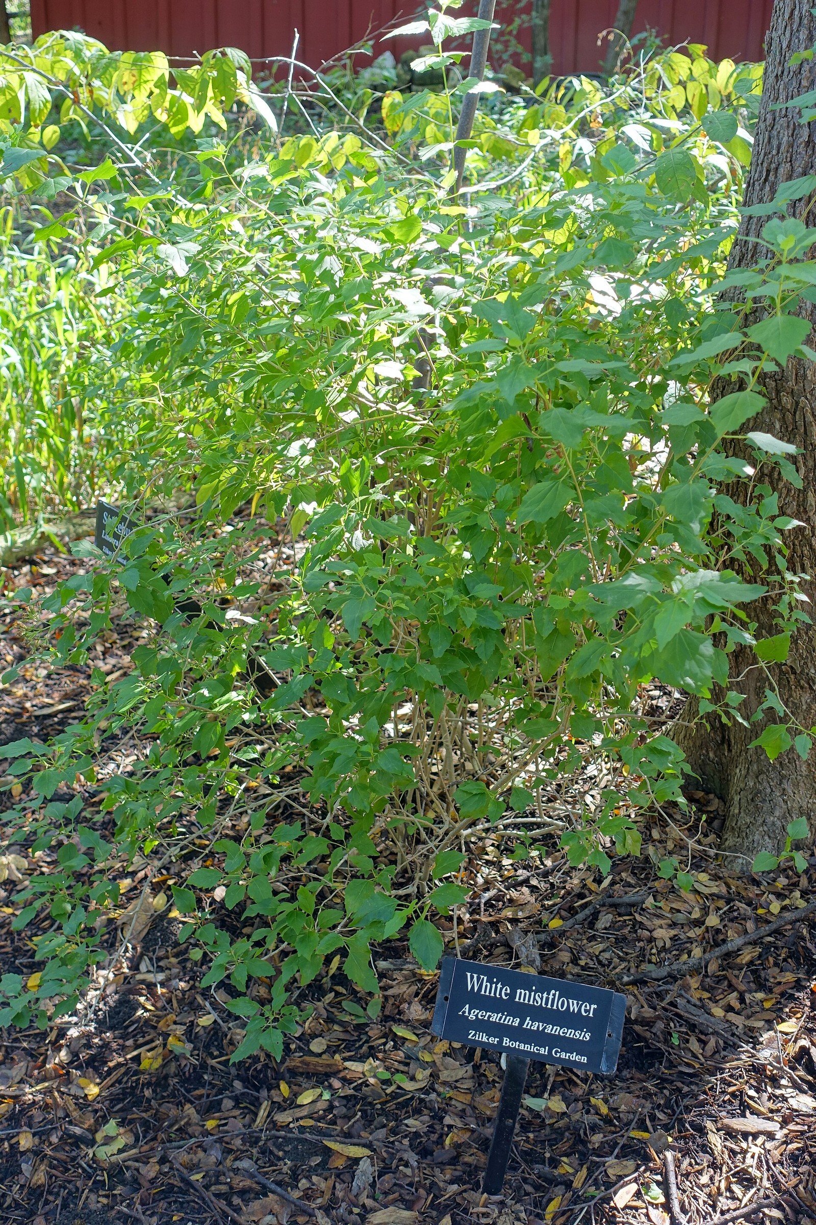 Mistflower, White — whole plant