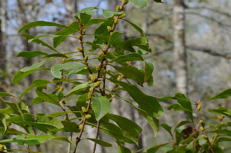 Wax Myrtle — whole plant