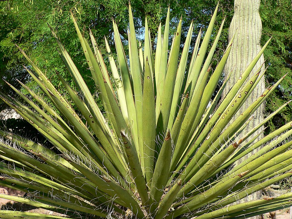 Yucca, Faxon (Giant White) — whole plant
