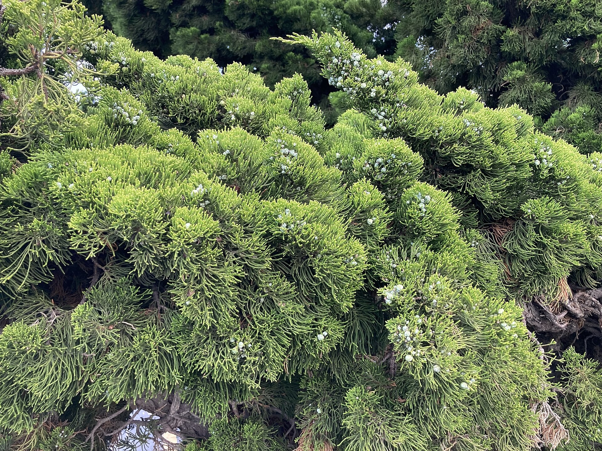 Juniper, Sea Green — flowers or notable detail