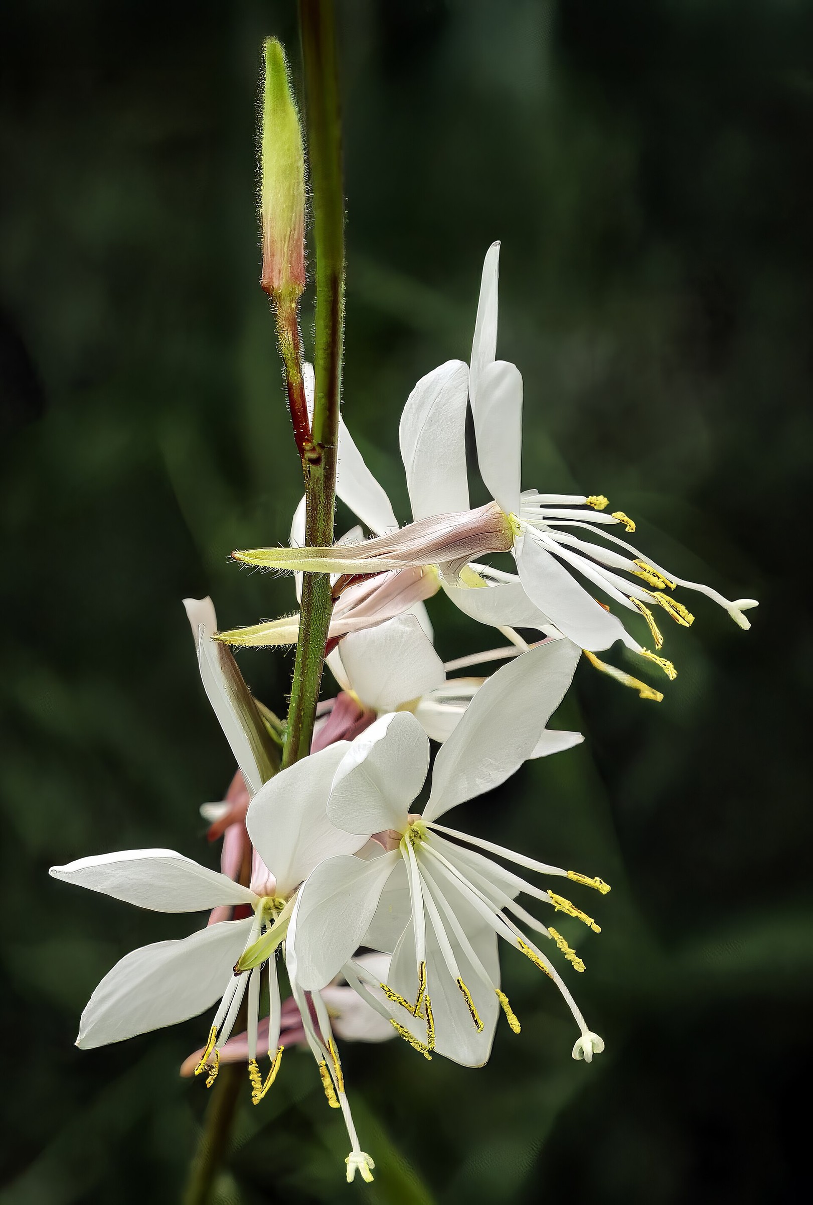 Guara, Pink And White — flowers or notable detail