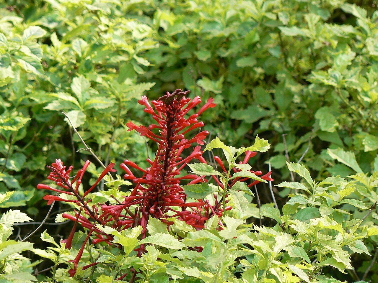 Firespike — flowers or notable detail