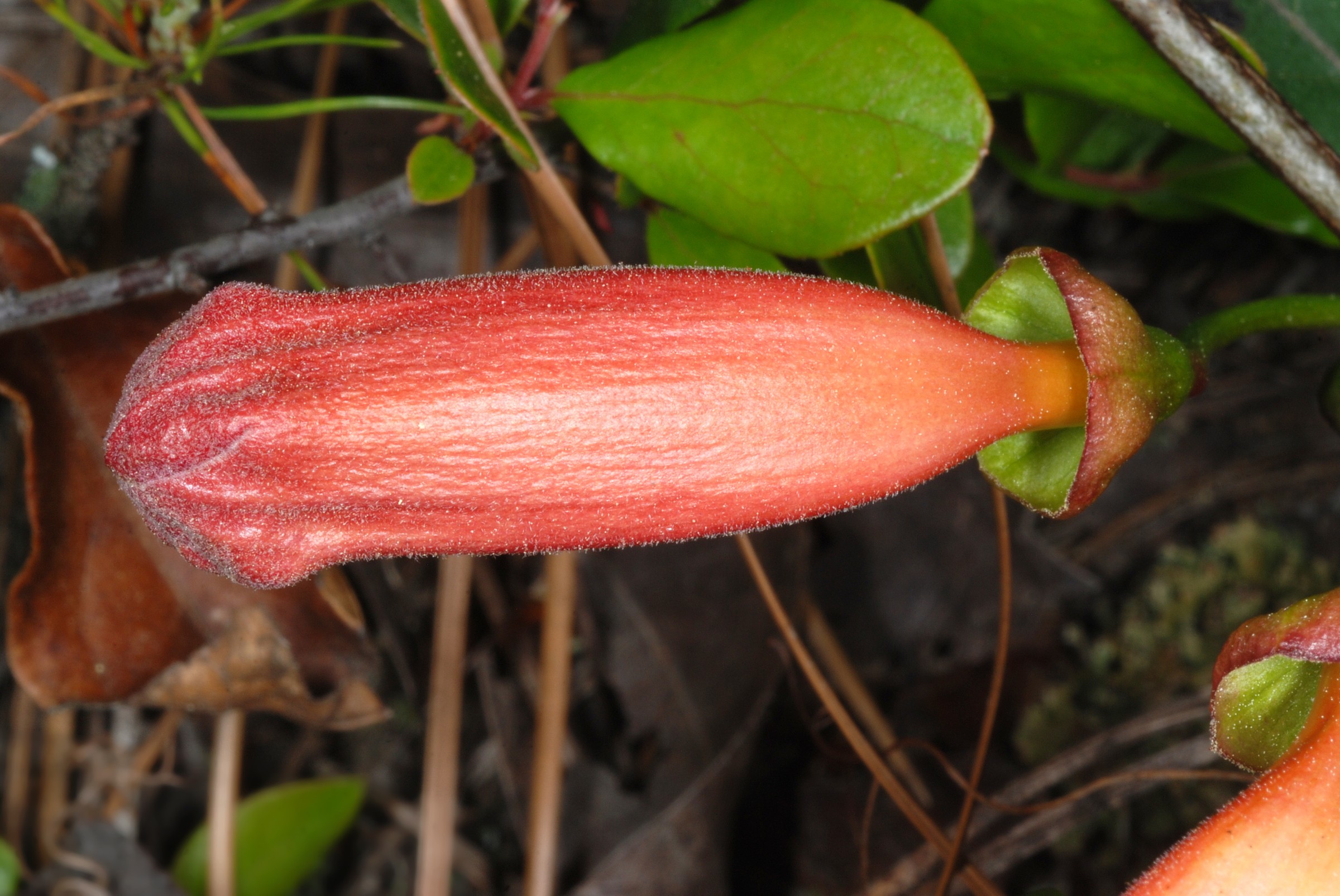 Cross Vine — flowers or notable detail