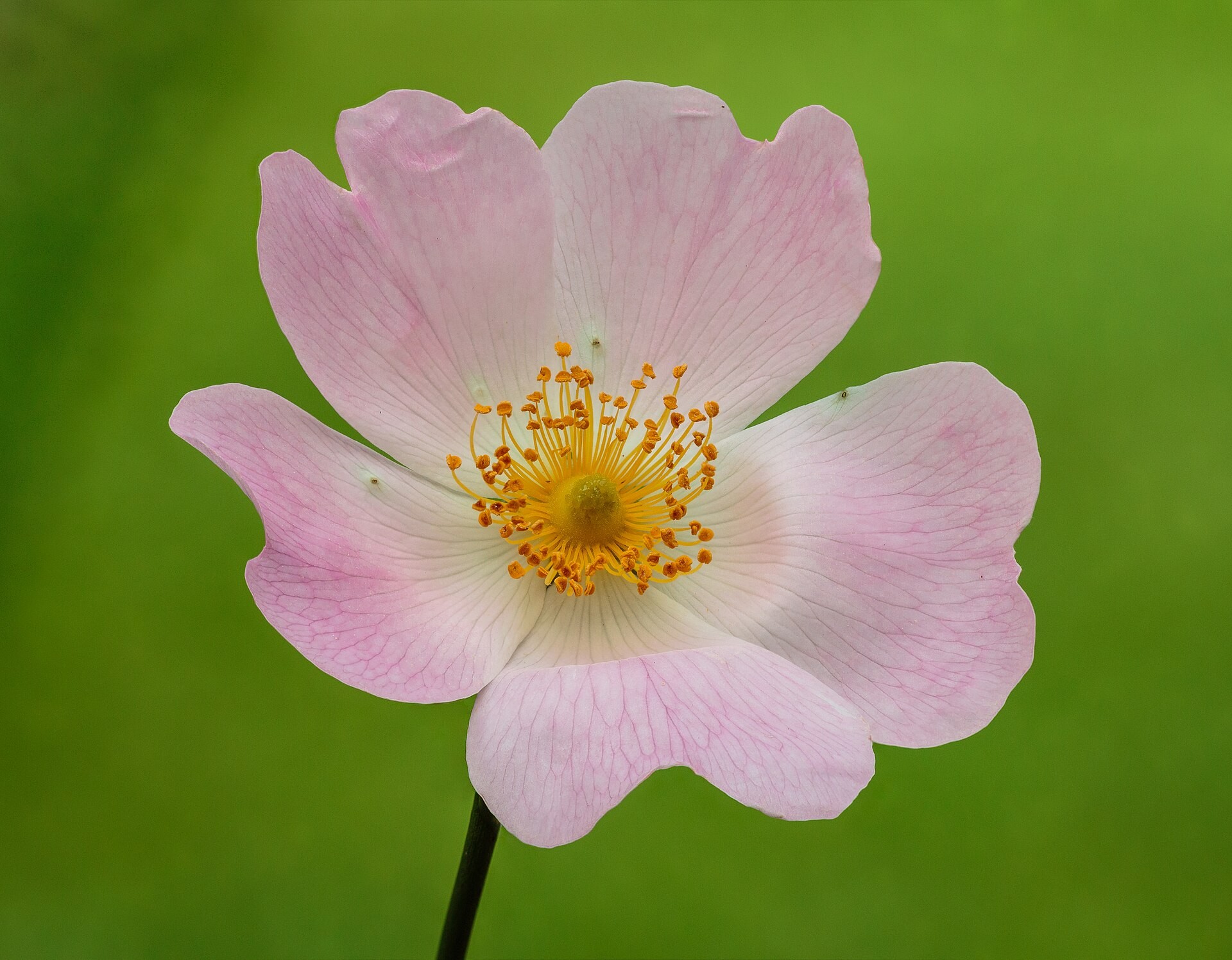 Rose, Nearly Wild — whole plant