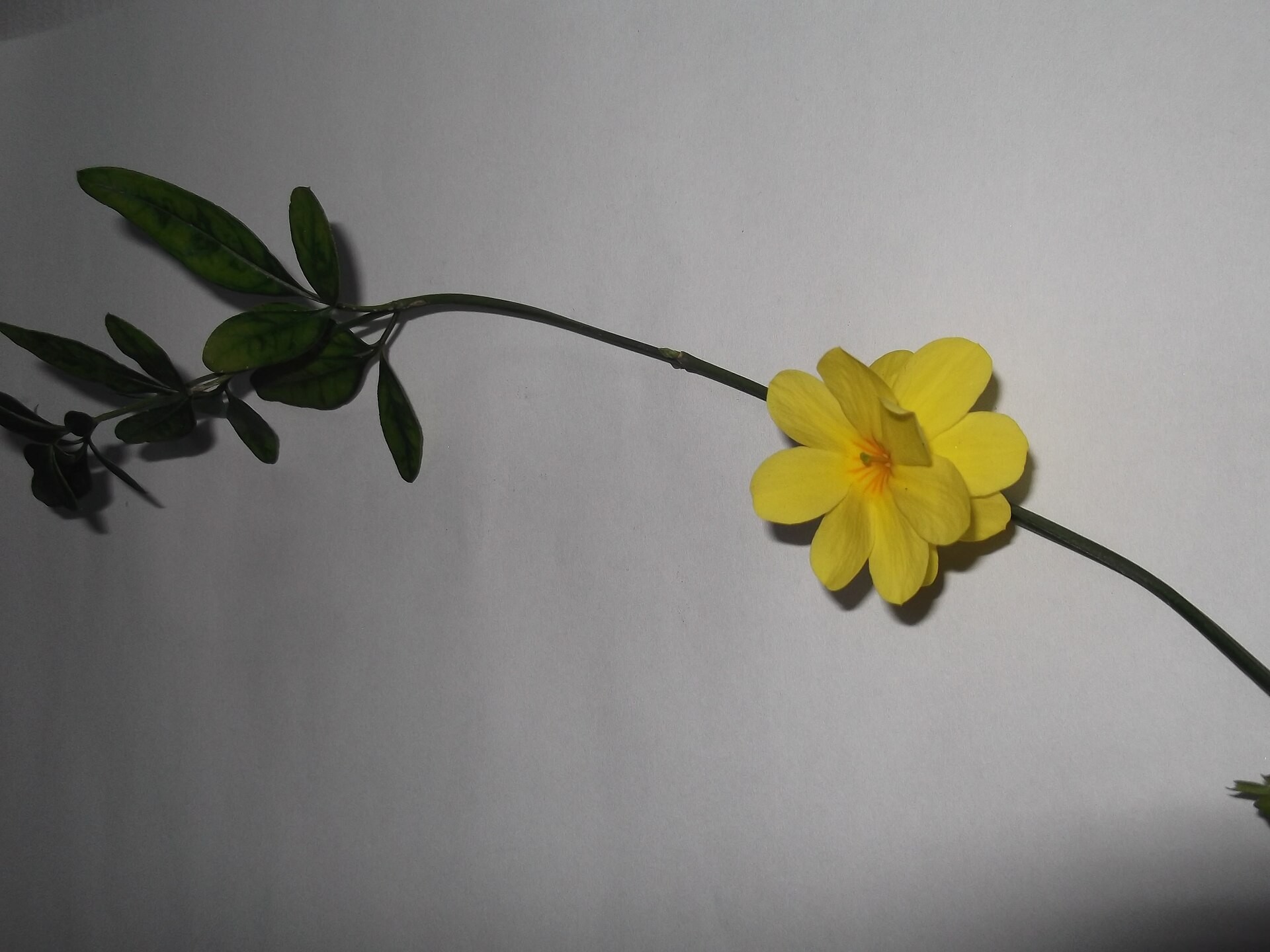 Jasmine, Primrose — flowers or notable detail