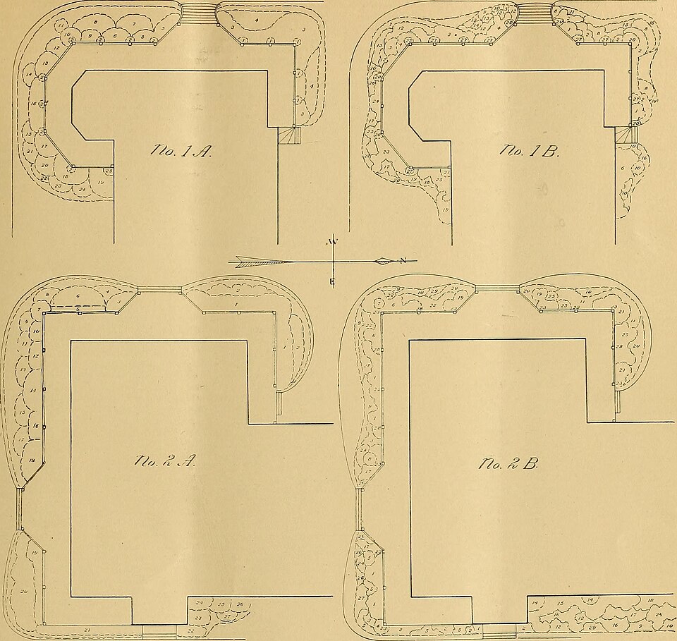 Honeysuckle, Halls — whole plant