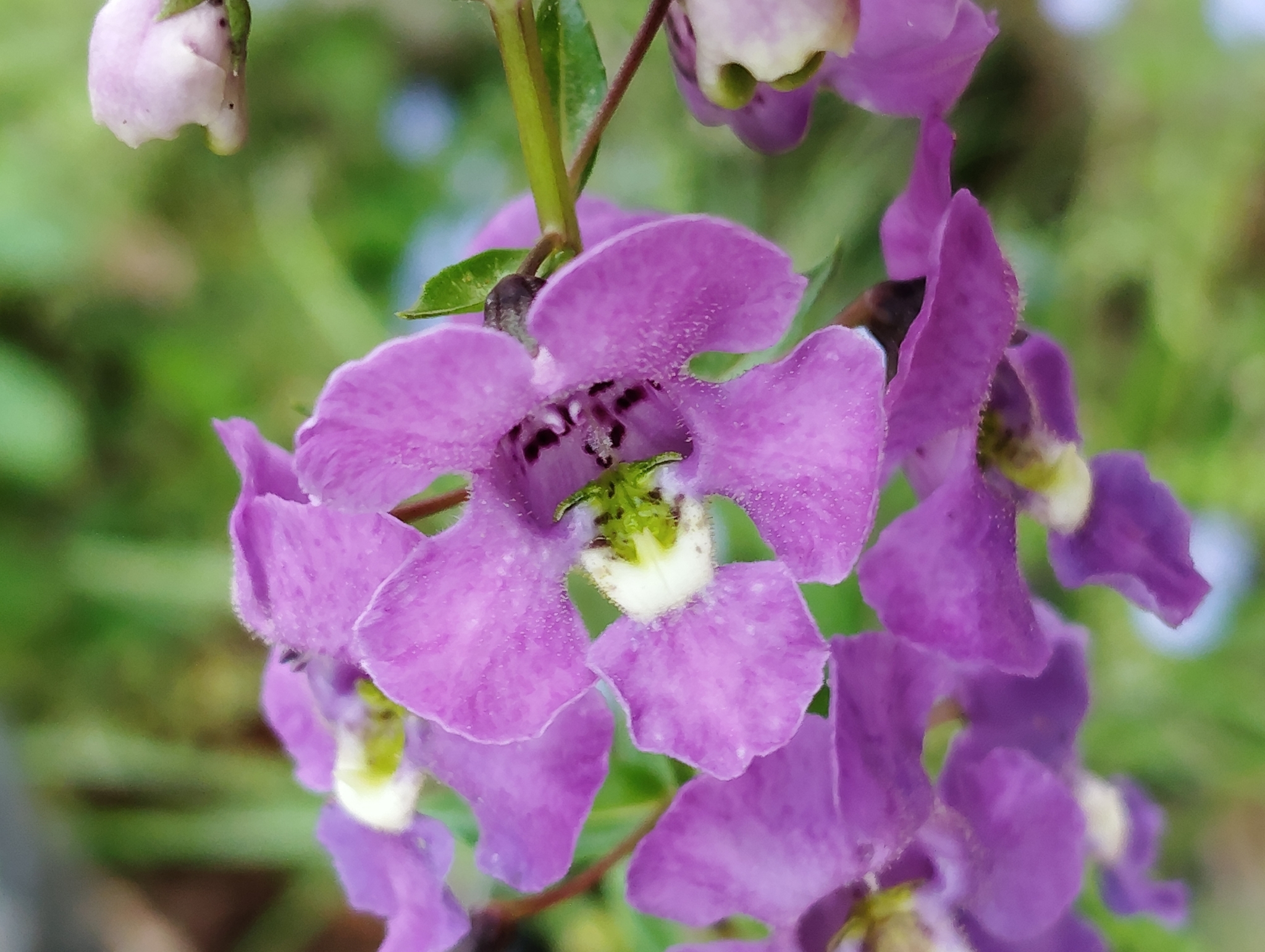 Angelonia — whole plant