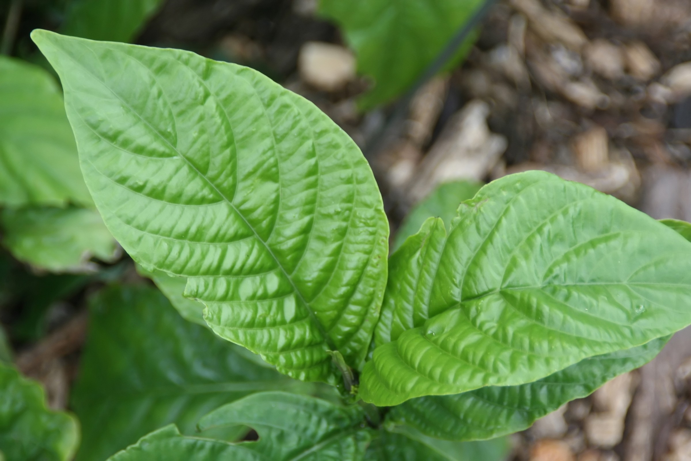 Mexican Honeysuckle — whole plant