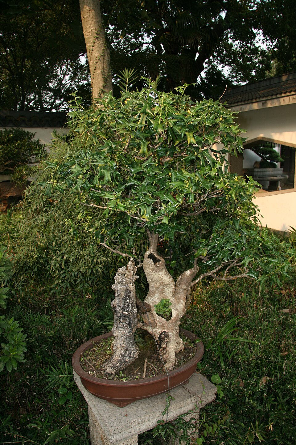 Holly, Burford — whole plant