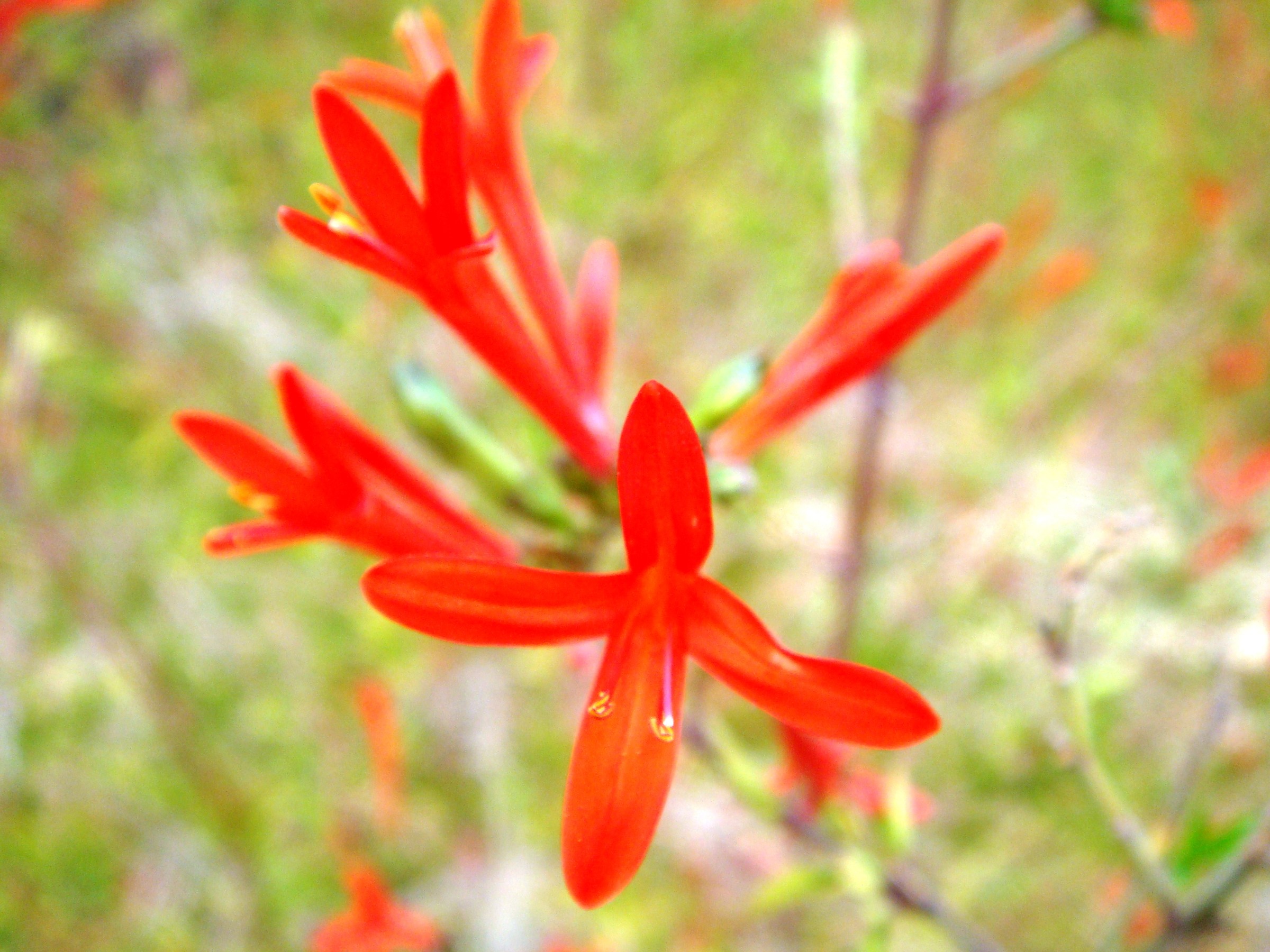 Flame Acanthus — whole plant