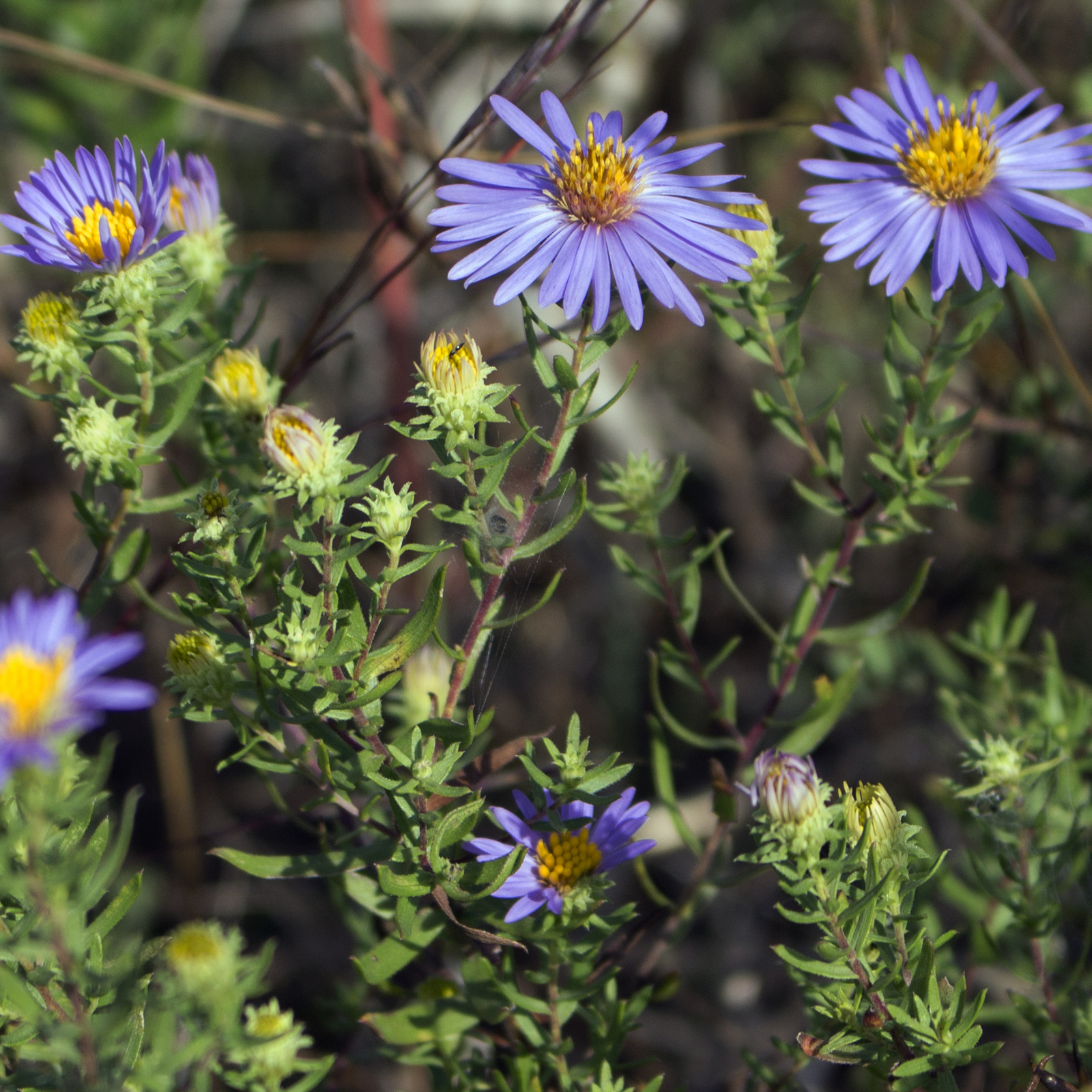 Fall Aster — whole plant