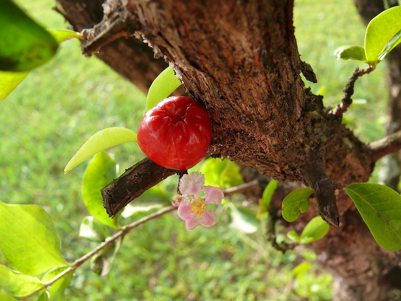 Cherry, Dwarf Barbados — flowers or notable detail