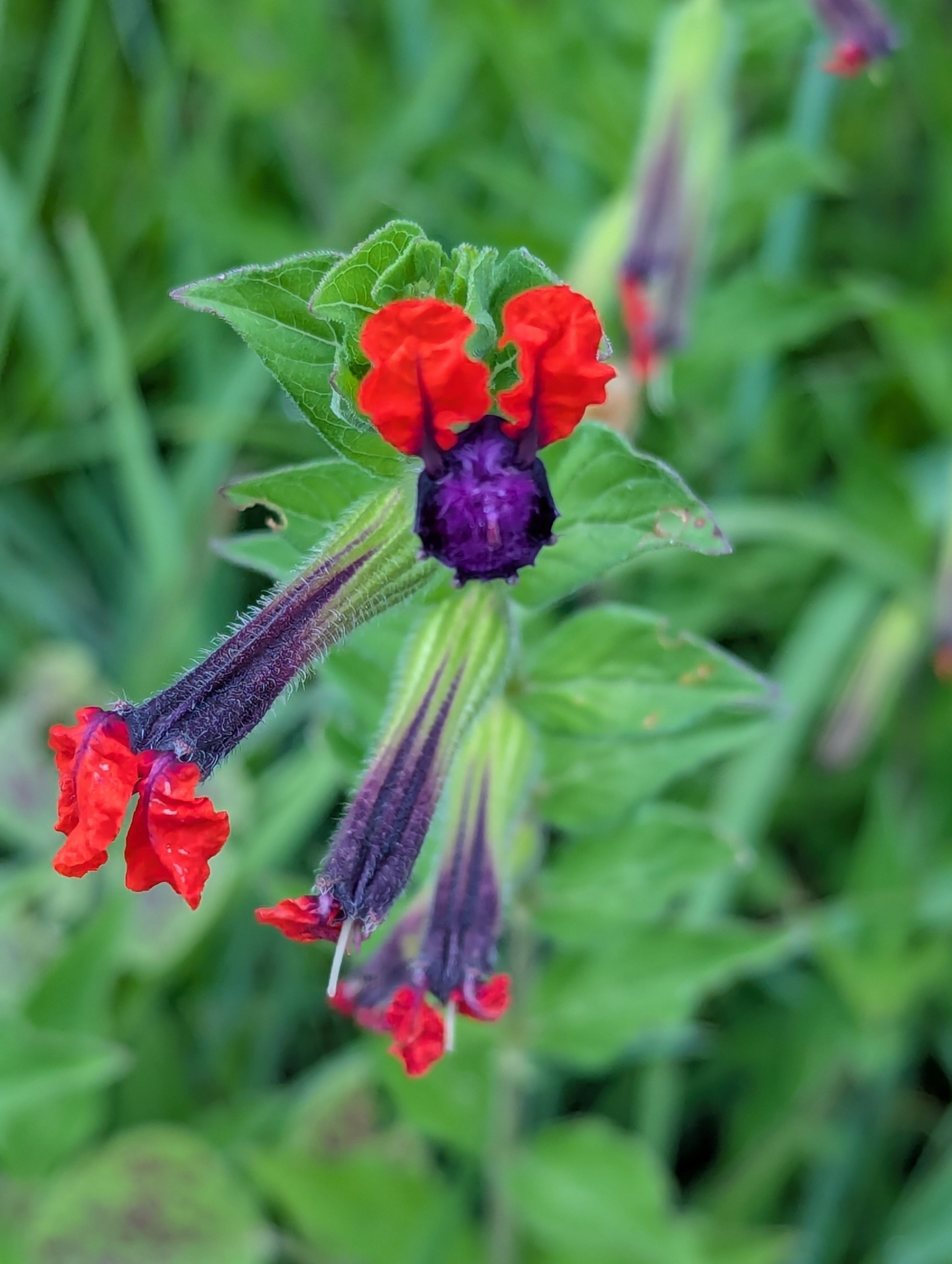 Batface Cuphea — whole plant