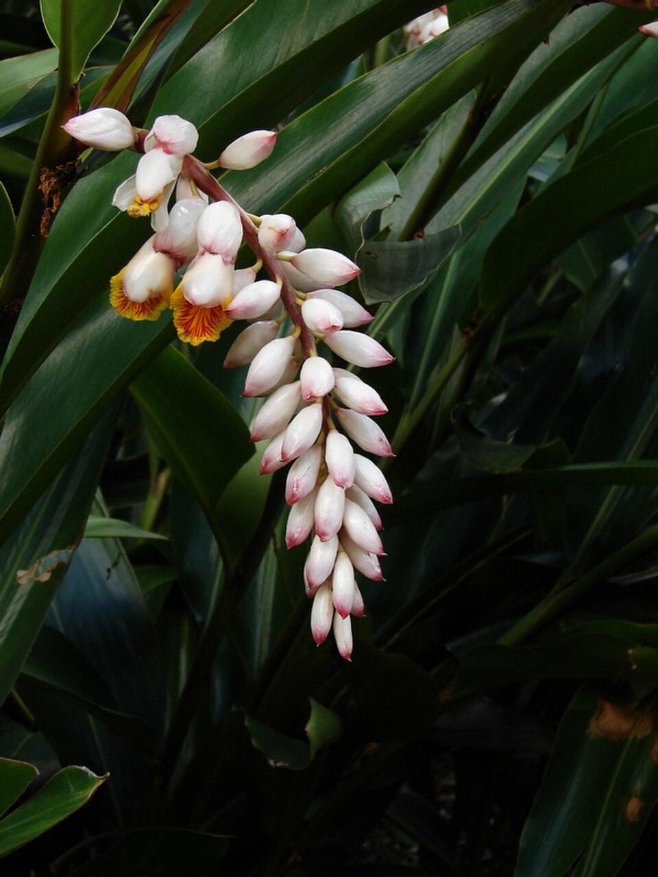 Ginger, Tri Color — whole plant