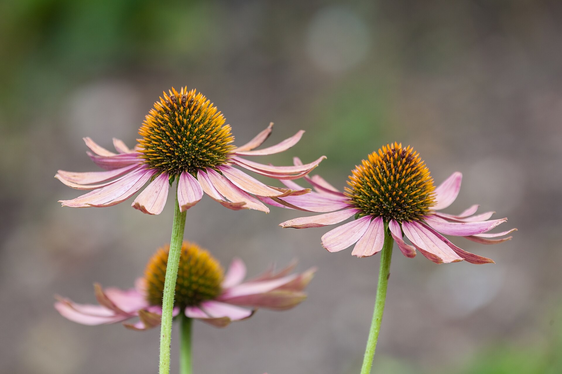 Purple Coneflower — whole plant