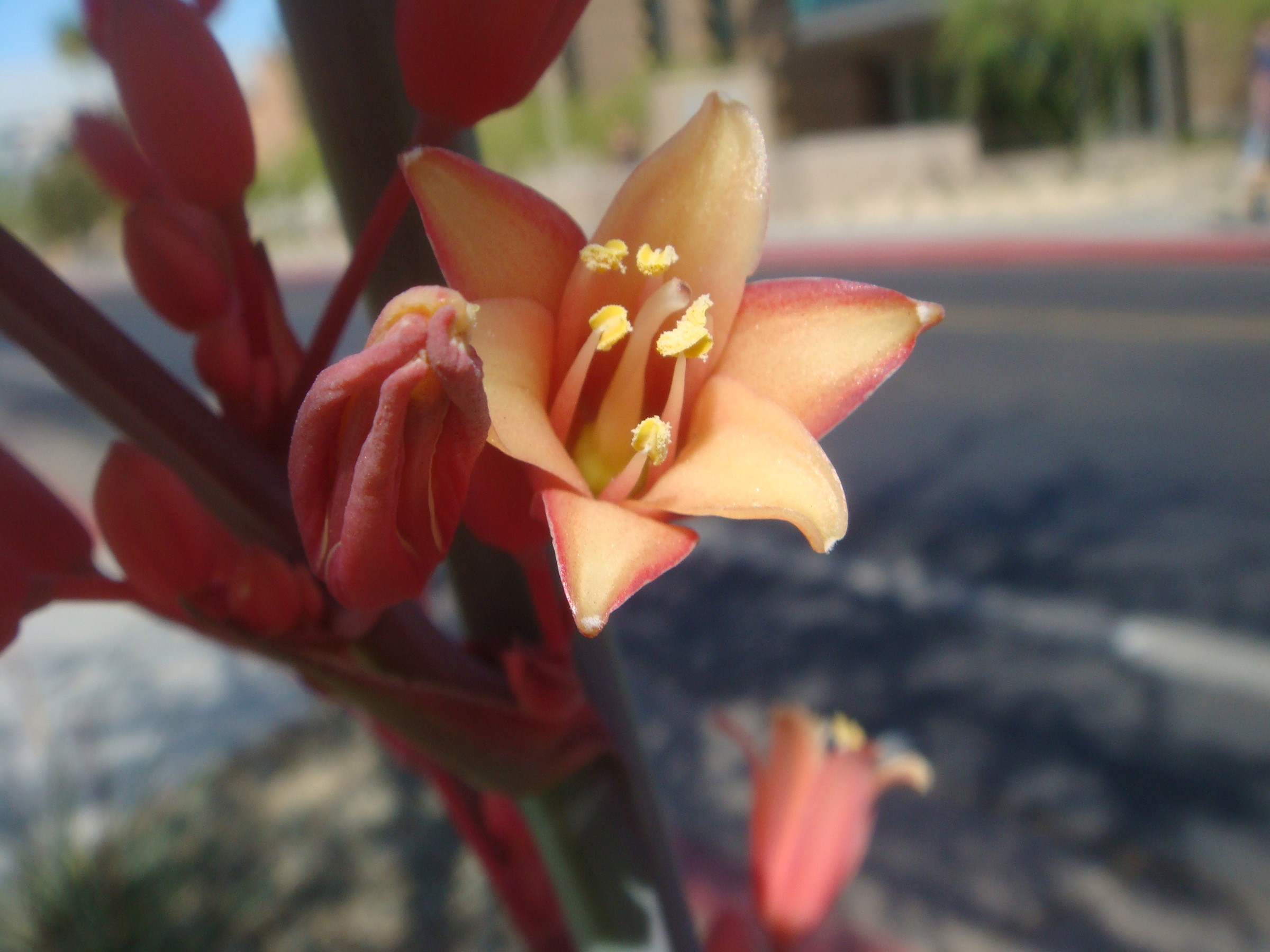 Yucca, Desert Dusk — flowers or notable detail