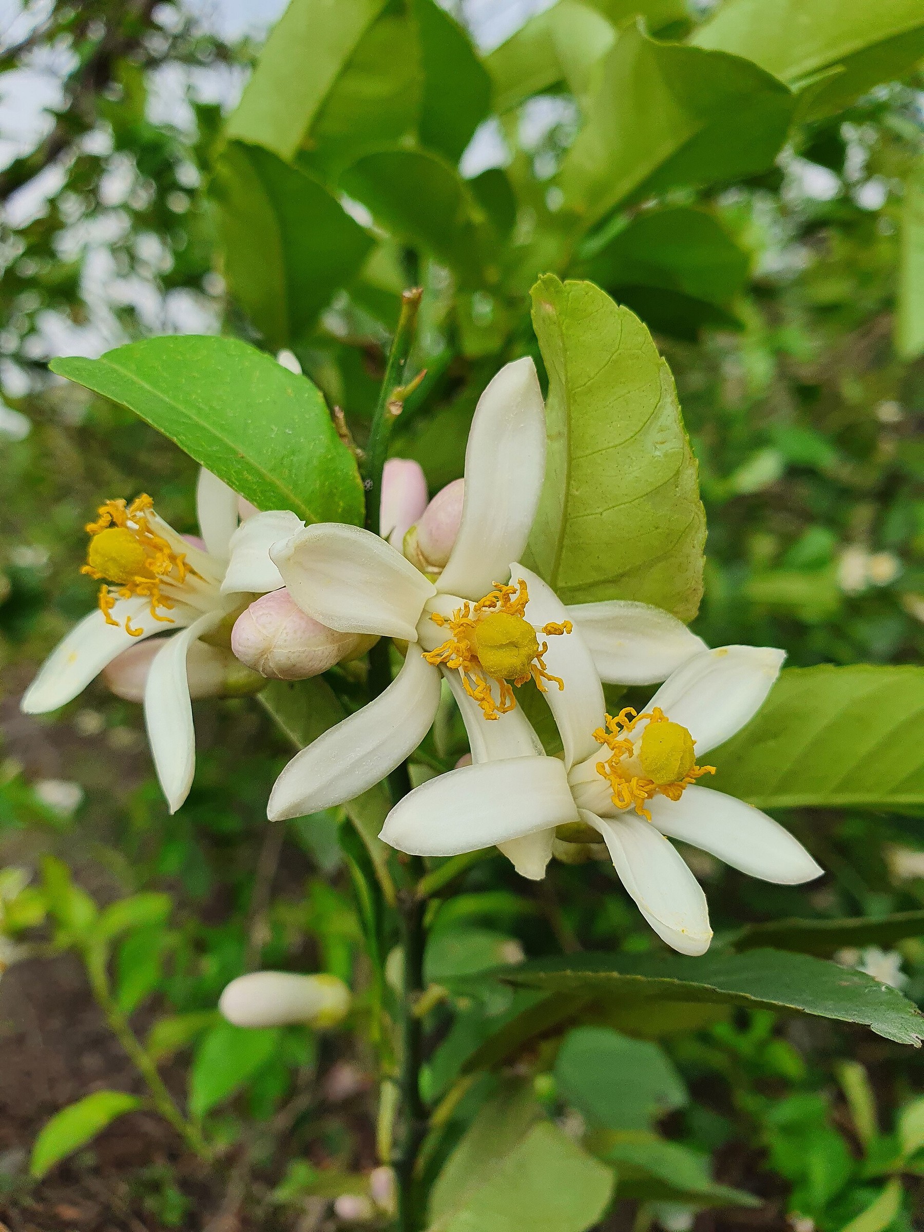 Citrus — flowers or notable detail