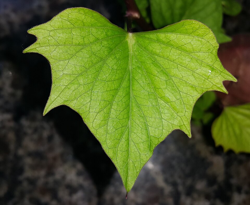 Sweet Potato Vine — flowers or notable detail