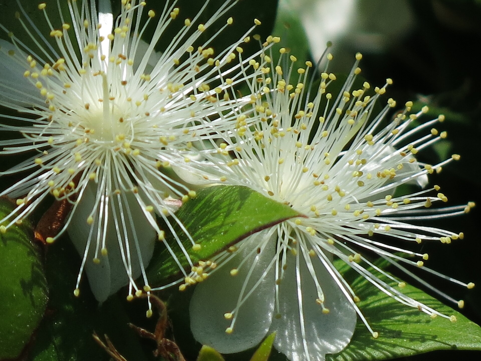 Myrtle, Compact Common — flowers or notable detail